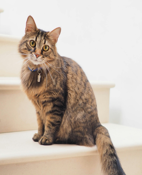 Gato